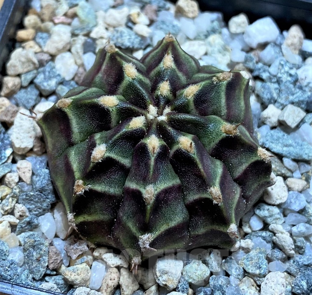 SH19711 Gymnocalycium mihanovichii 'The angel'