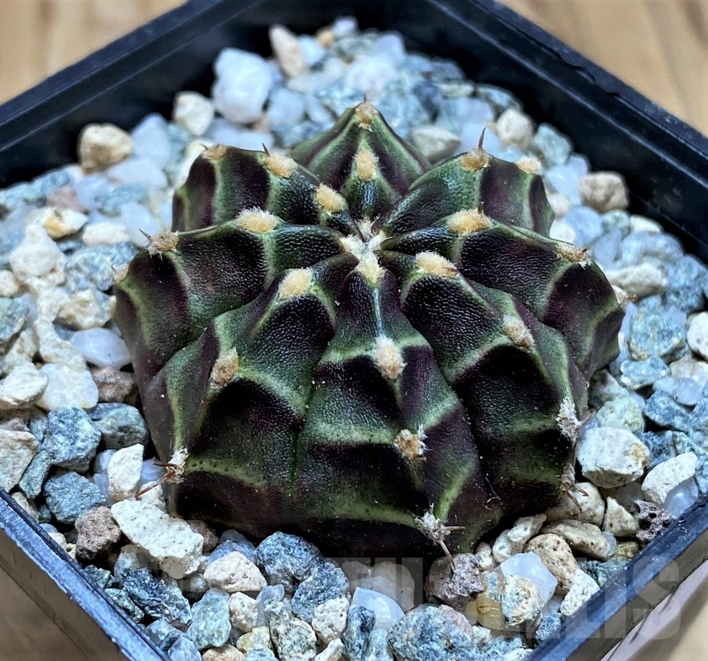 SH19711 Gymnocalycium mihanovichii 'The angel' - Imagen 2