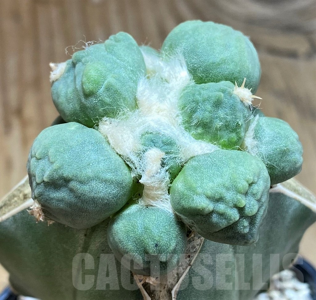 SH19713 Ariocarpus trifinger, grafted