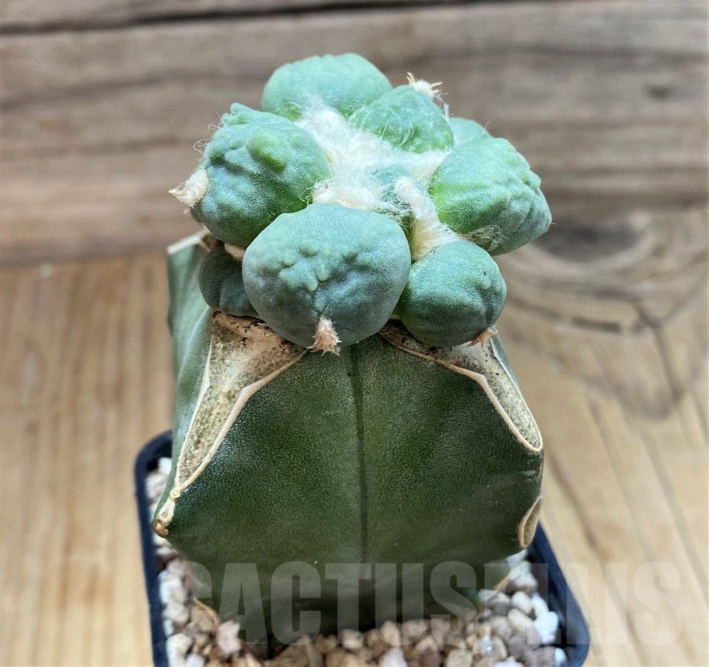 SH19713 Ariocarpus trifinger, grafted - Image 2