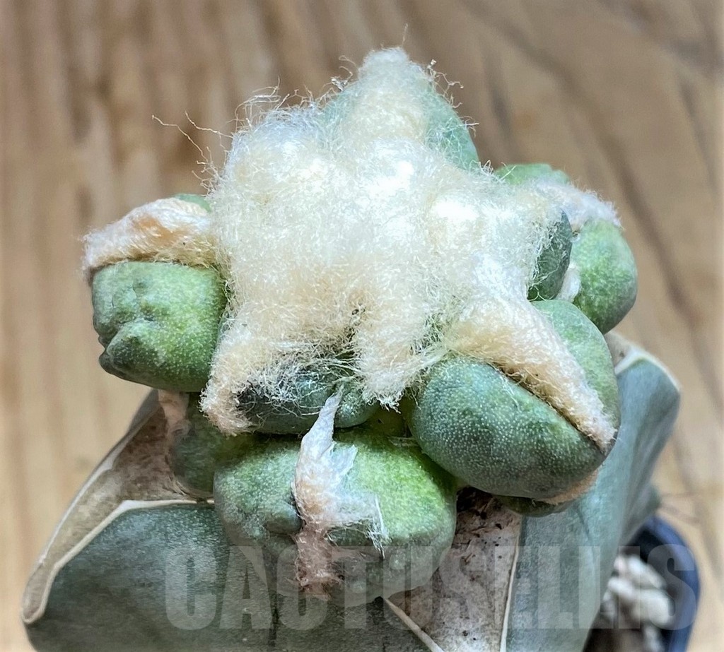 SH19714 Ariocarpus trifinger, grafted