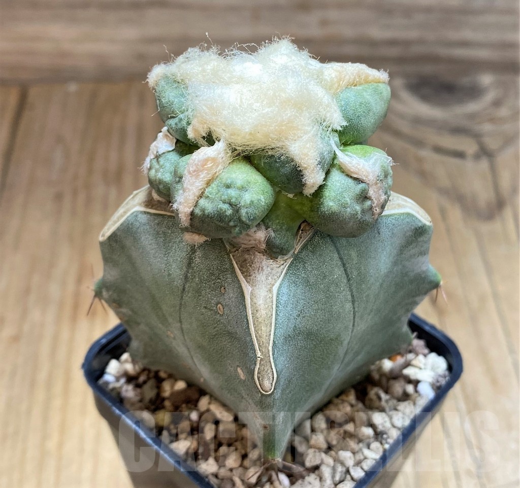 SH19714 Ariocarpus trifinger, grafted - Image 2