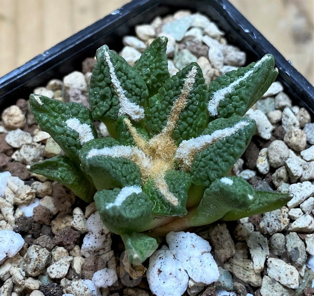 SH19716 Ariocarpus kotschoubeyanus v. elephantidens x fissuratus ‘Godzilla’, own roots