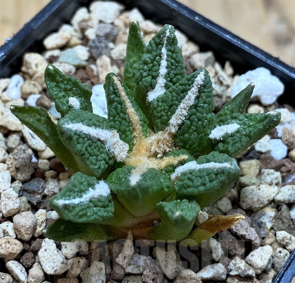 SH19716 Ariocarpus kotschoubeyanus v. elephantidens x fissuratus ‘Godzilla’, own roots – Image 2