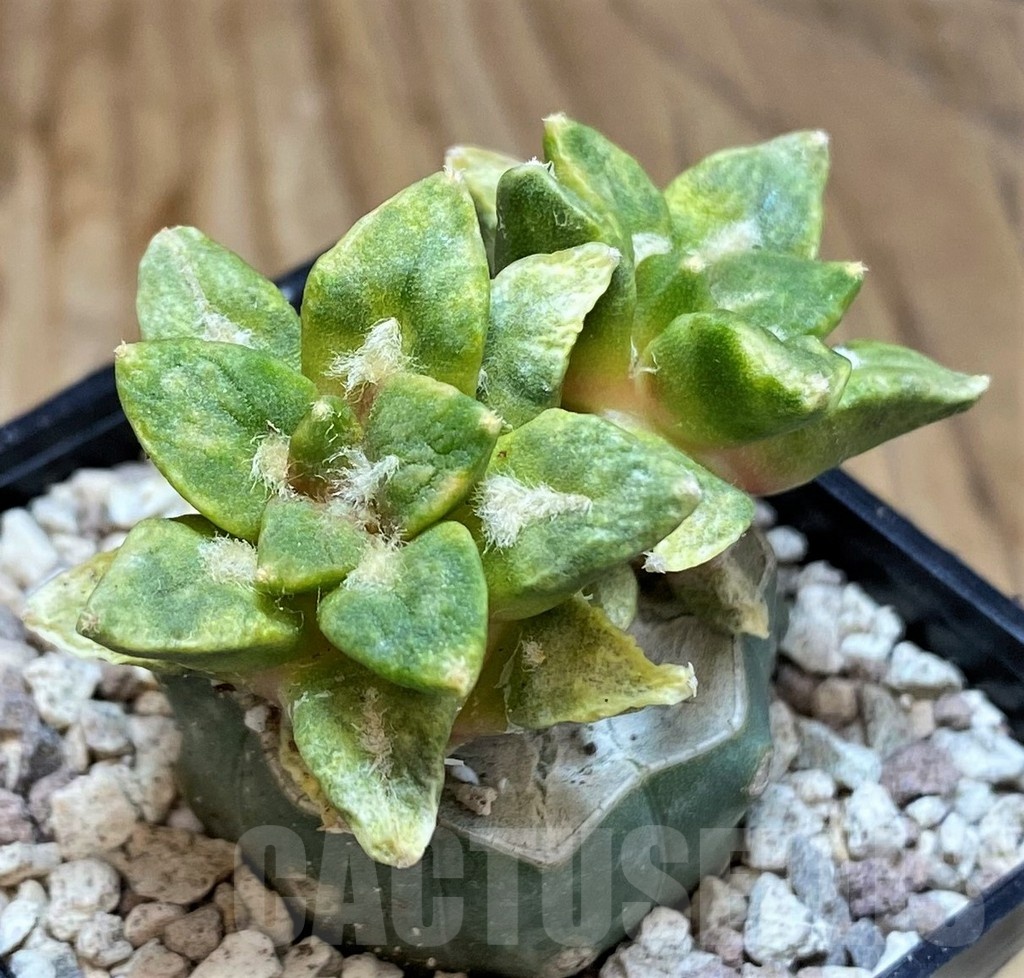 SH19717 Ariocarpus hintonii f. variegata, grafted