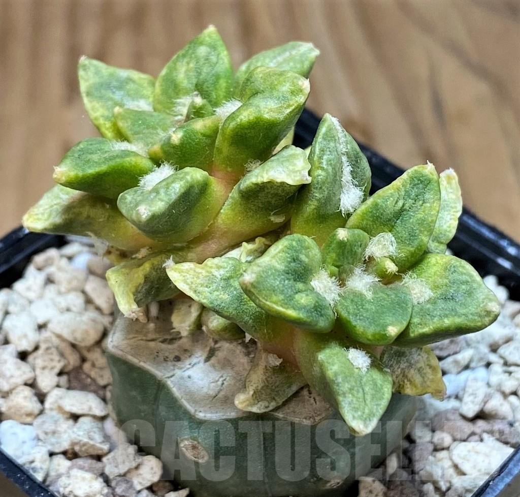 SH19717 Ariocarpus hintonii f. variegata, grafted - Зображення 2