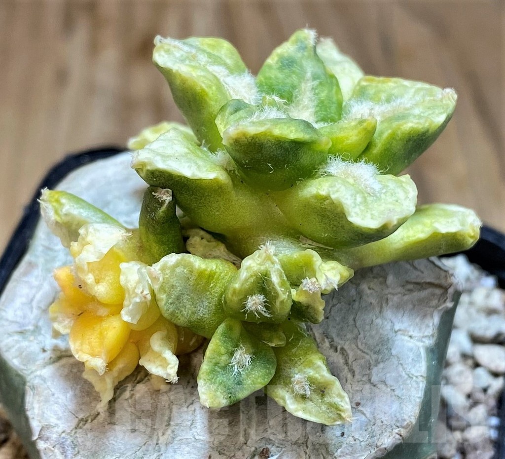 SH19718 Ariocarpus hintonii f. variegata, grafted – Image 2