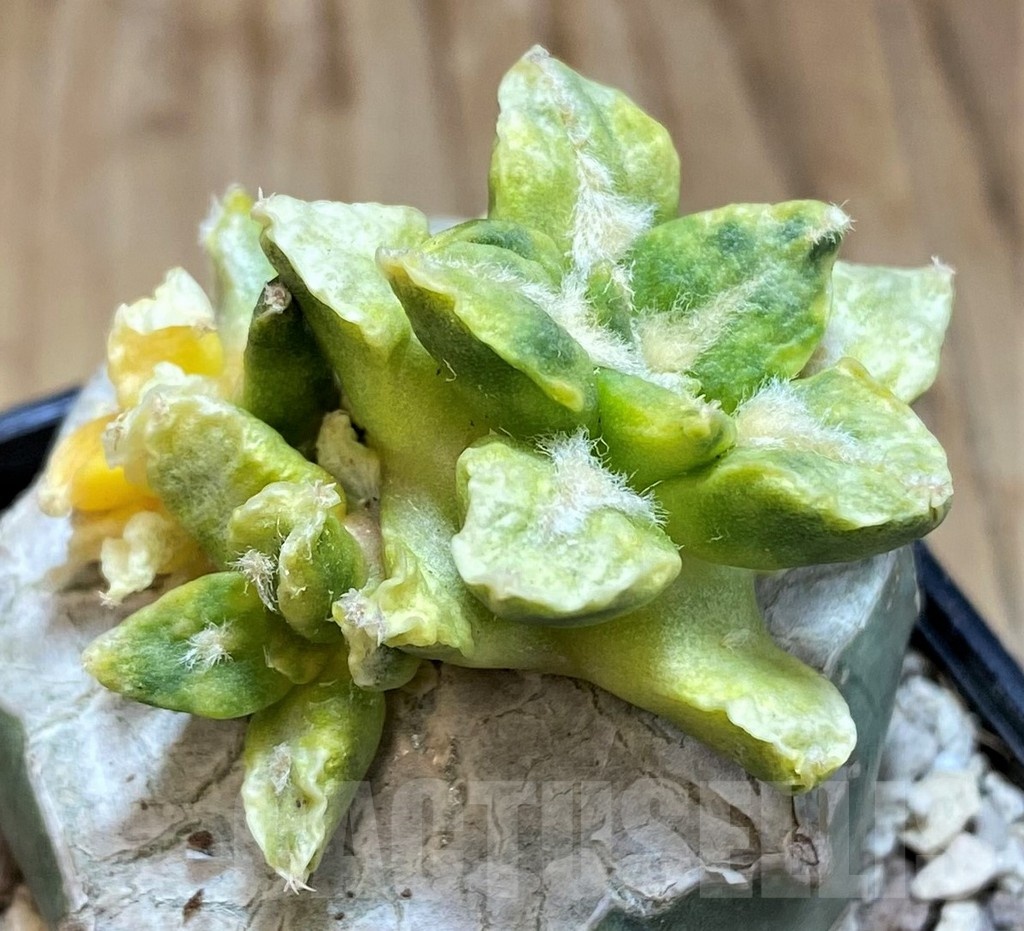 SH19718 Ariocarpus hintonii f. variegata, grafted