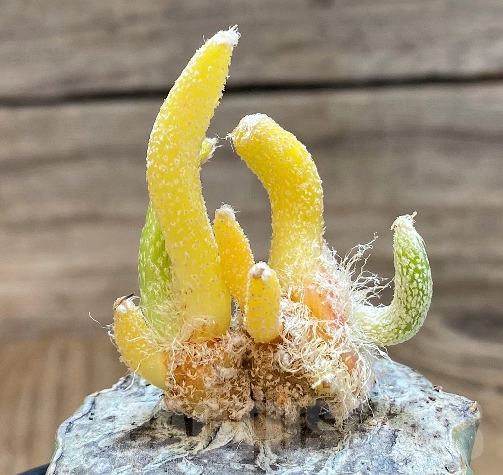 SH19719 Astrophytum caput-medusae f. variegata, grafted