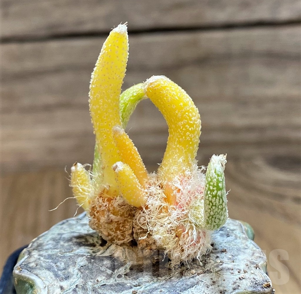 SH19719 Astrophytum caput-medusae f. variegata, grafted - 画像 (3)