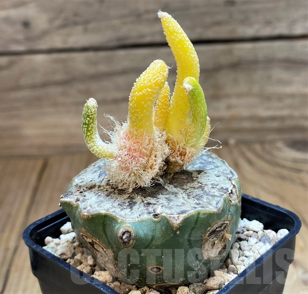 SH19719 Astrophytum caput-medusae f. variegata, grafted - 画像 (2)
