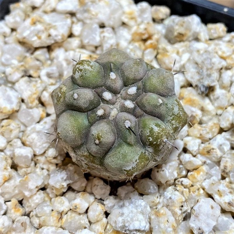 YAR19682 Copiapoa cinerea