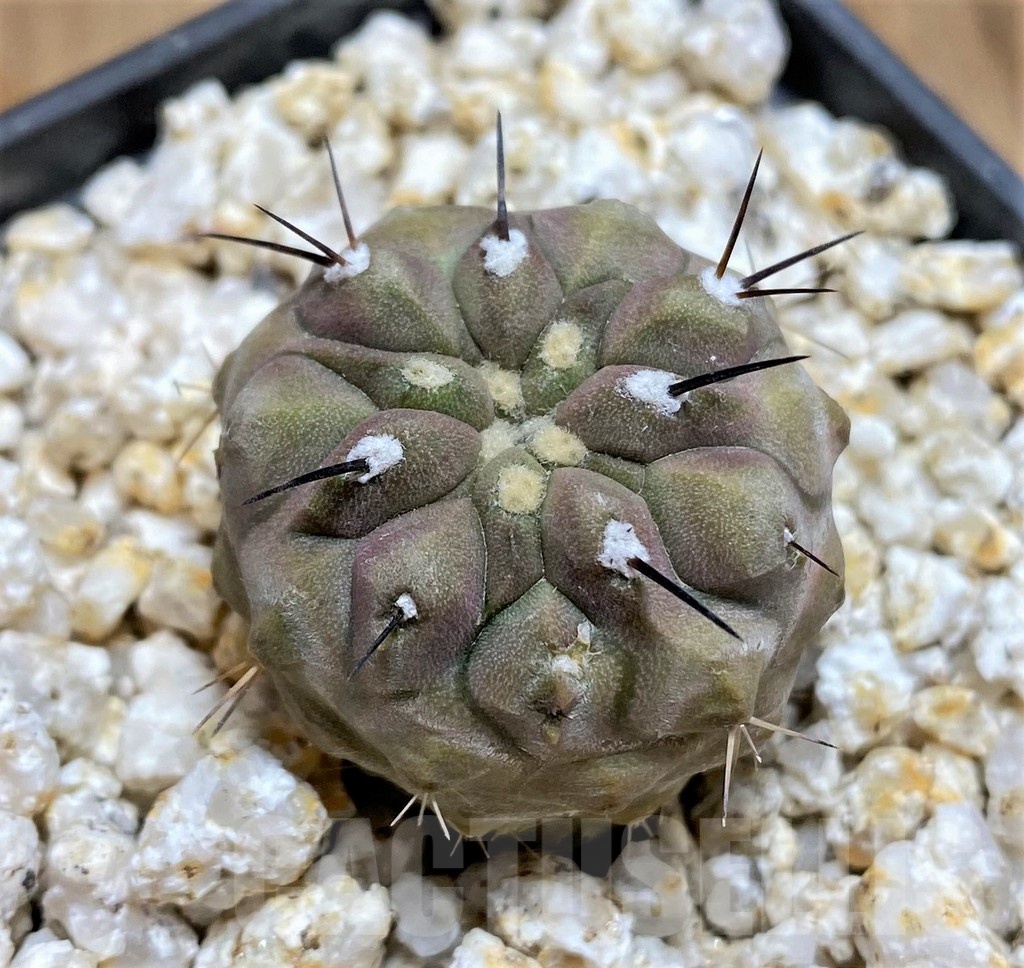 YAR19678 Copiapoa cinerea