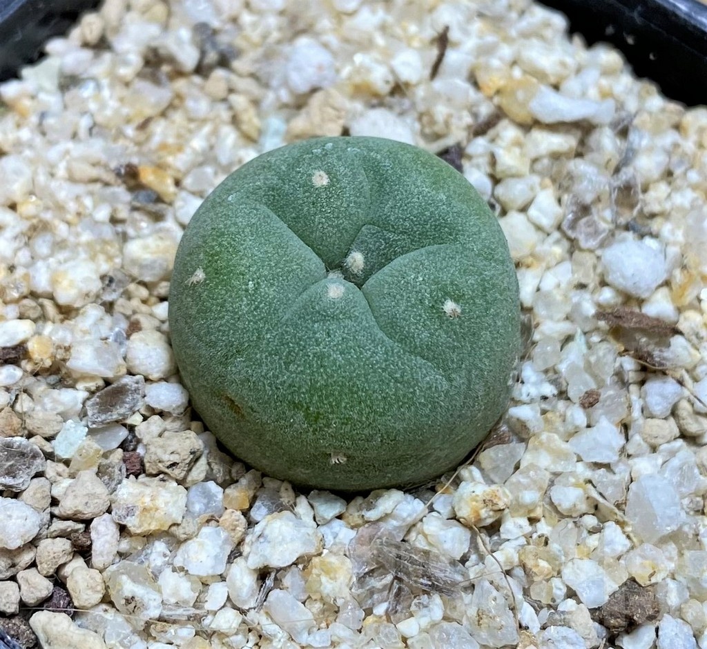 YAR19686 Anhalonium frichii v. albiflora RS404 - Image 2