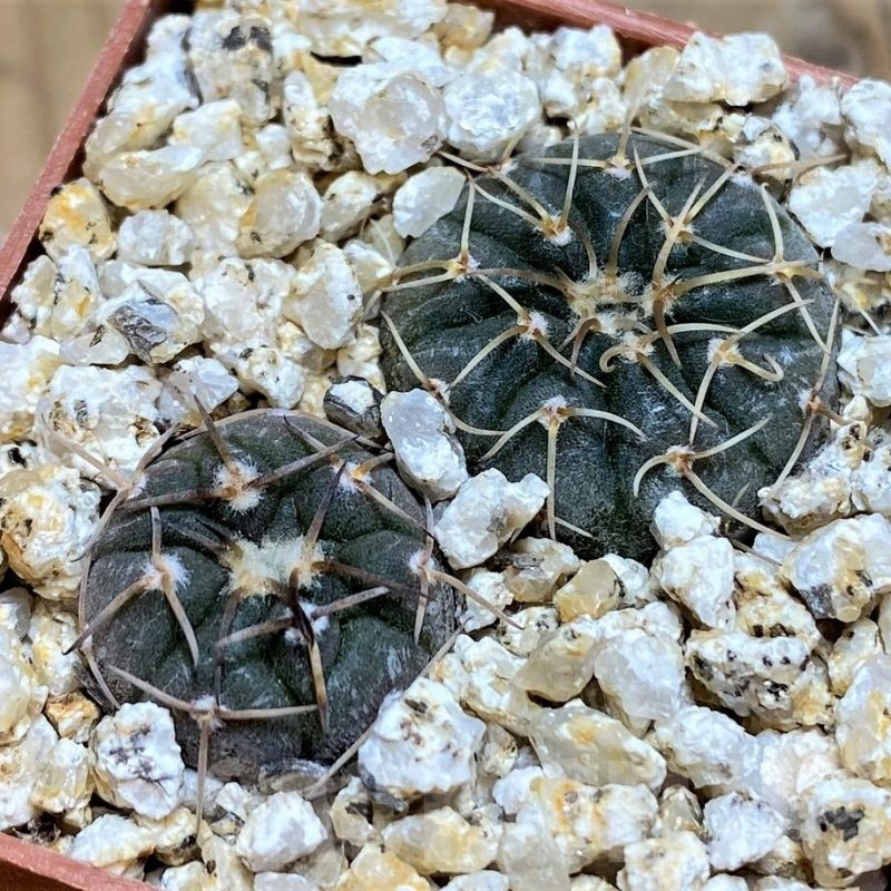 YAR19687 Gymnocalycium paucispinum selection, 2plants