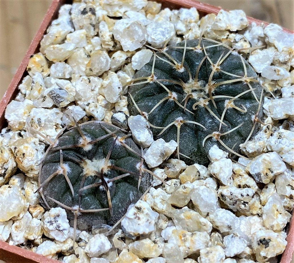 YAR19687 Gymnocalycium paucispinum selection, 2plants