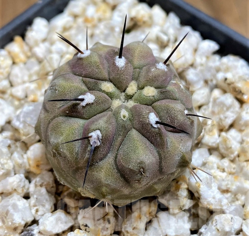 YAR19678 Copiapoa cinerea - Image 2