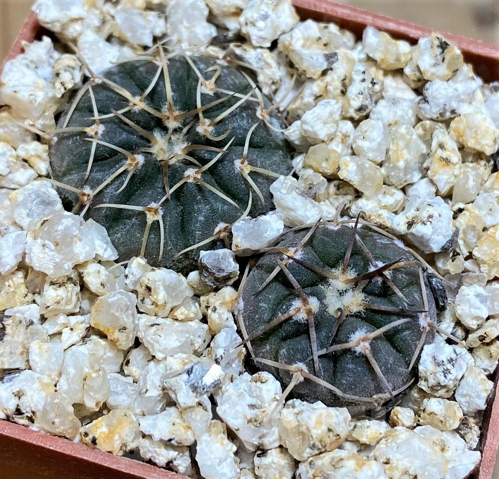 YAR19687 Gymnocalycium paucispinum selection, 2plants - Image 2