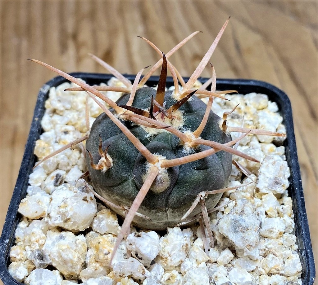 YAR19689 Gymnocalycium cardenasianum 'Bison' - immagine 3