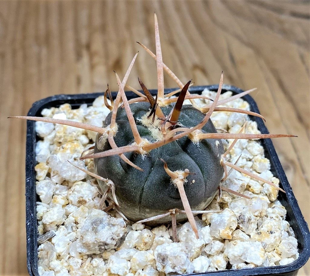 YAR19689 Gymnocalycium cardenasianum 'Bison' - immagine 2