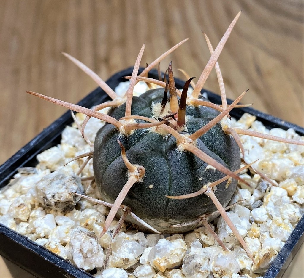 YAR19689 Gymnocalycium cardenasianum 'Bison'