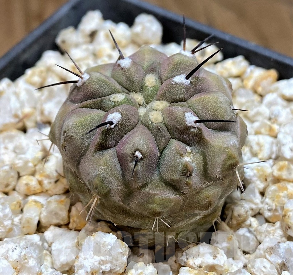 YAR19678 Copiapoa cinerea - Image 3