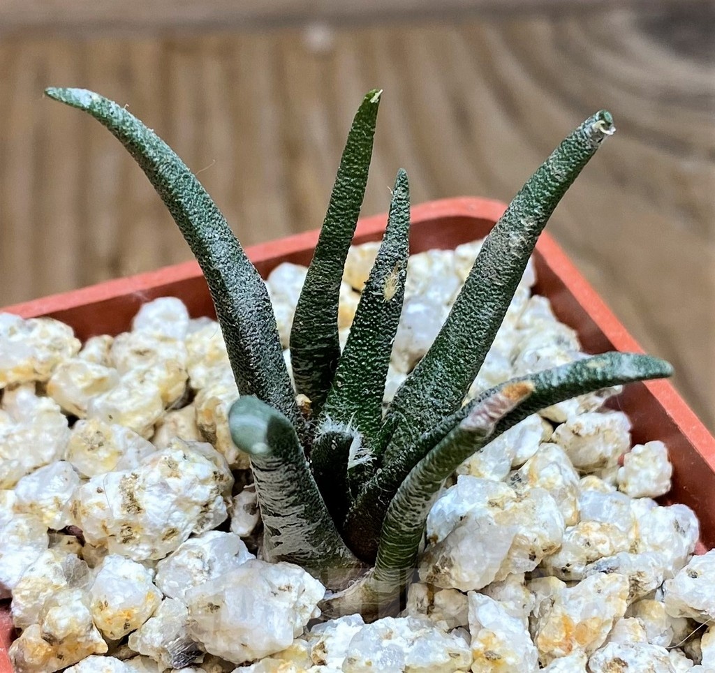 YAR19690 Ariocarpus agavoides PP 208 -Tula, Mexico- - 画像 (2)