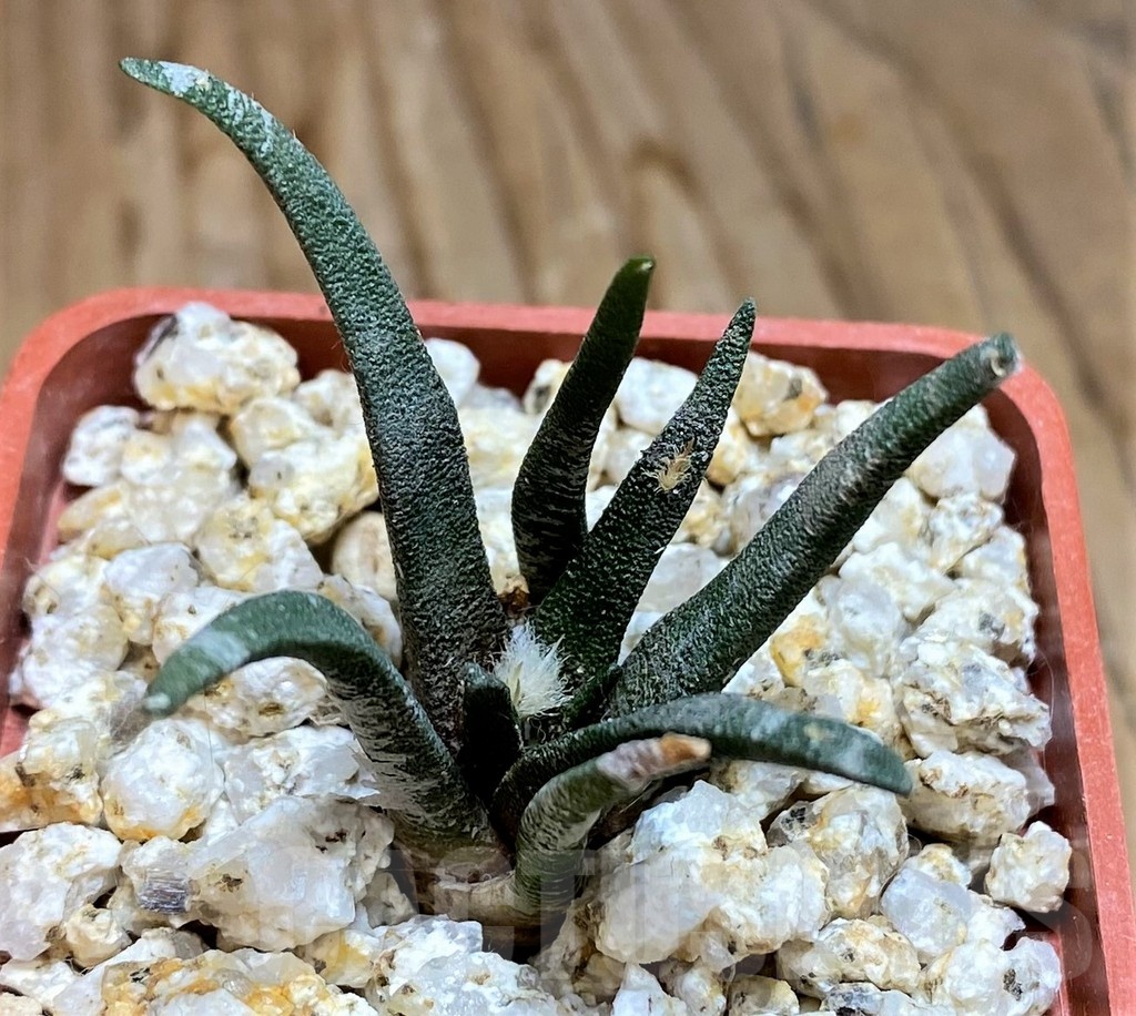 YAR19690 Ariocarpus agavoides PP 208 -Tula, Mexico-