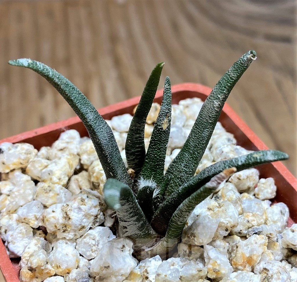 YAR19690 Ariocarpus agavoides PP 208 -Tula, Mexico- - 画像 (3)