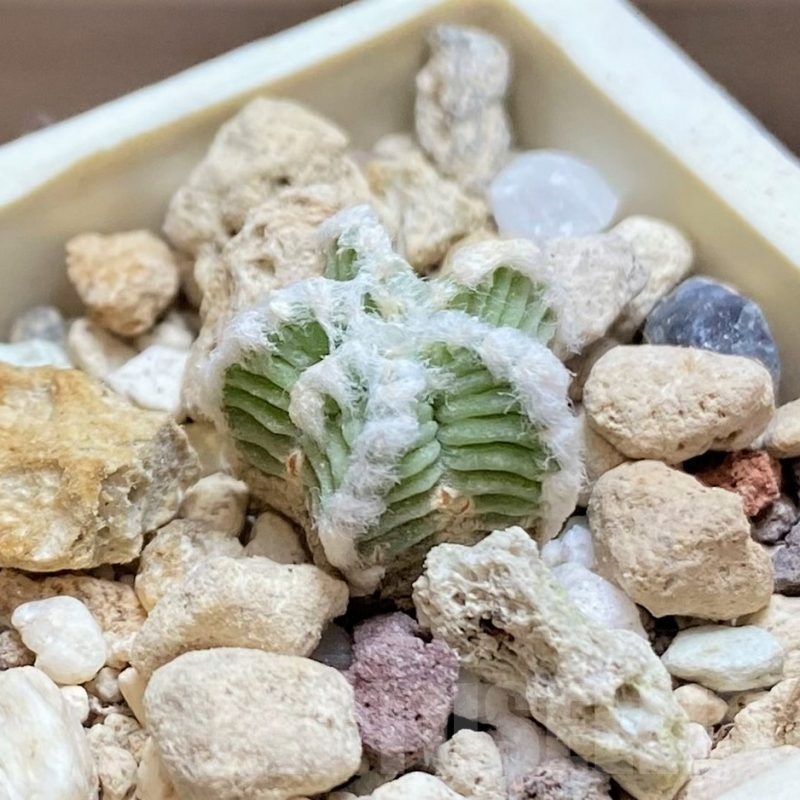 YAR19691 Aztekium hintonii GCG9763 -2km Rio San Jose-