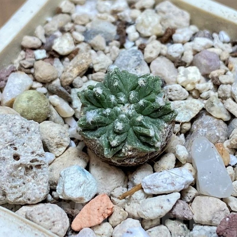 YAR19694 Aztekium ritteri -Koehres-