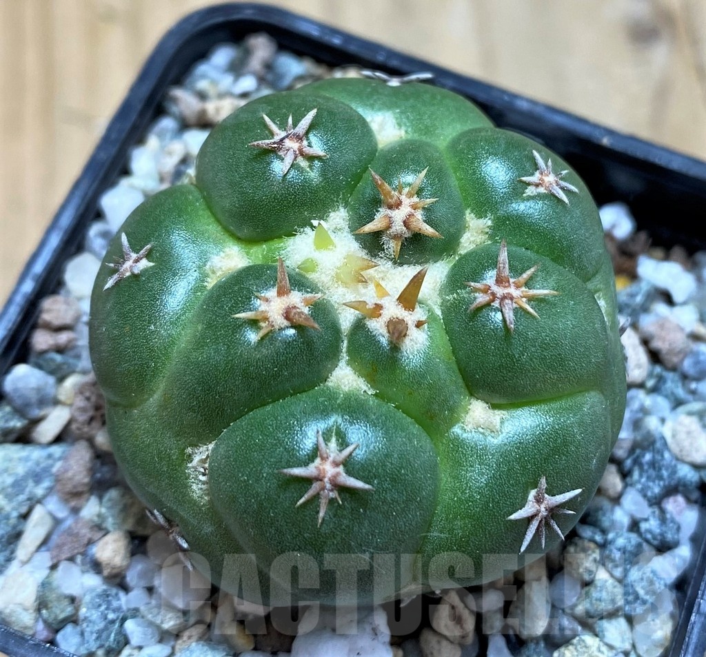 SH19696 Coryphantha elephantidens 'Double Thorns'