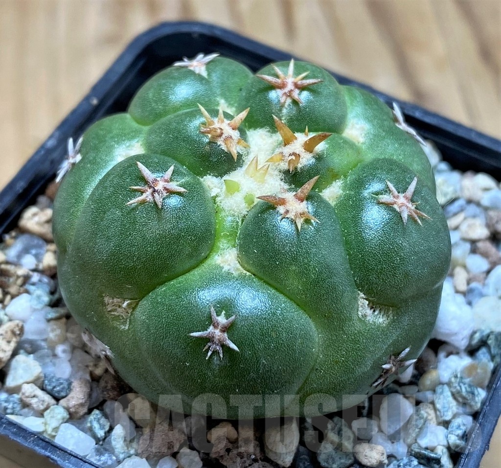 SH19696 Coryphantha elephantidens 'Double Thorns' - 画像 (2)
