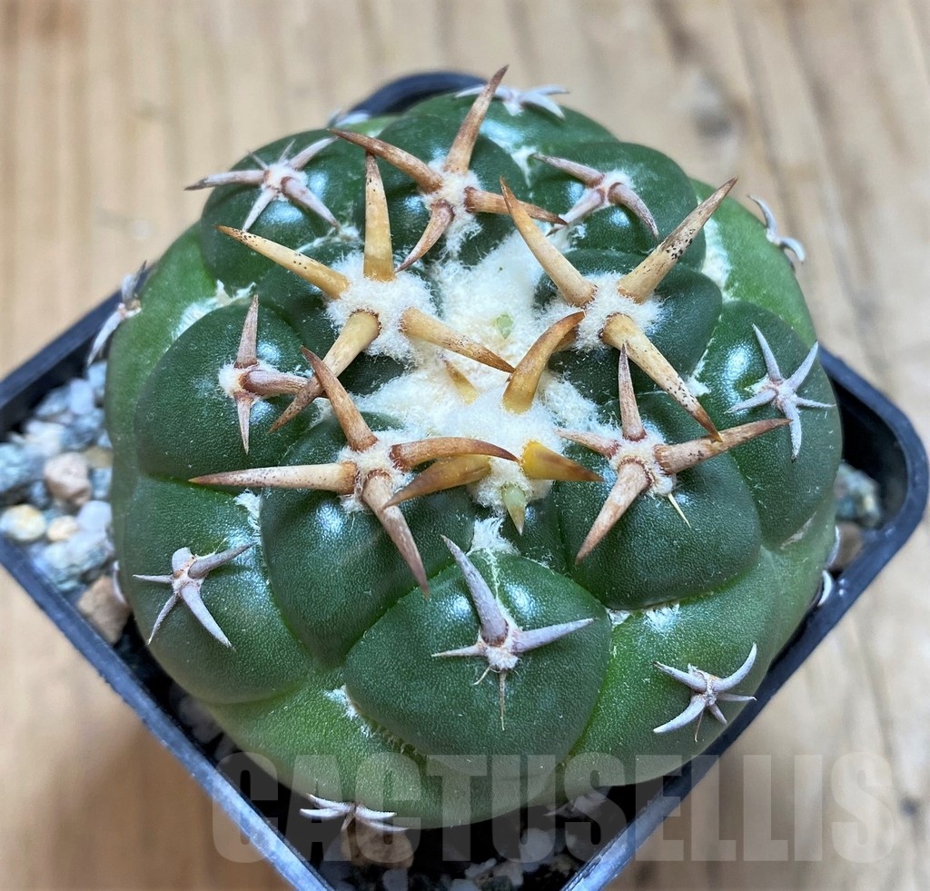 SH19697 Coryphantha elephantidens 'Tanshi Mini Heart'