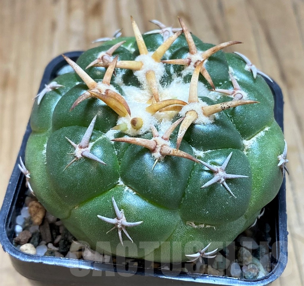 SH19697 Coryphantha elephantidens 'Tanshi Mini Heart' - Image 2