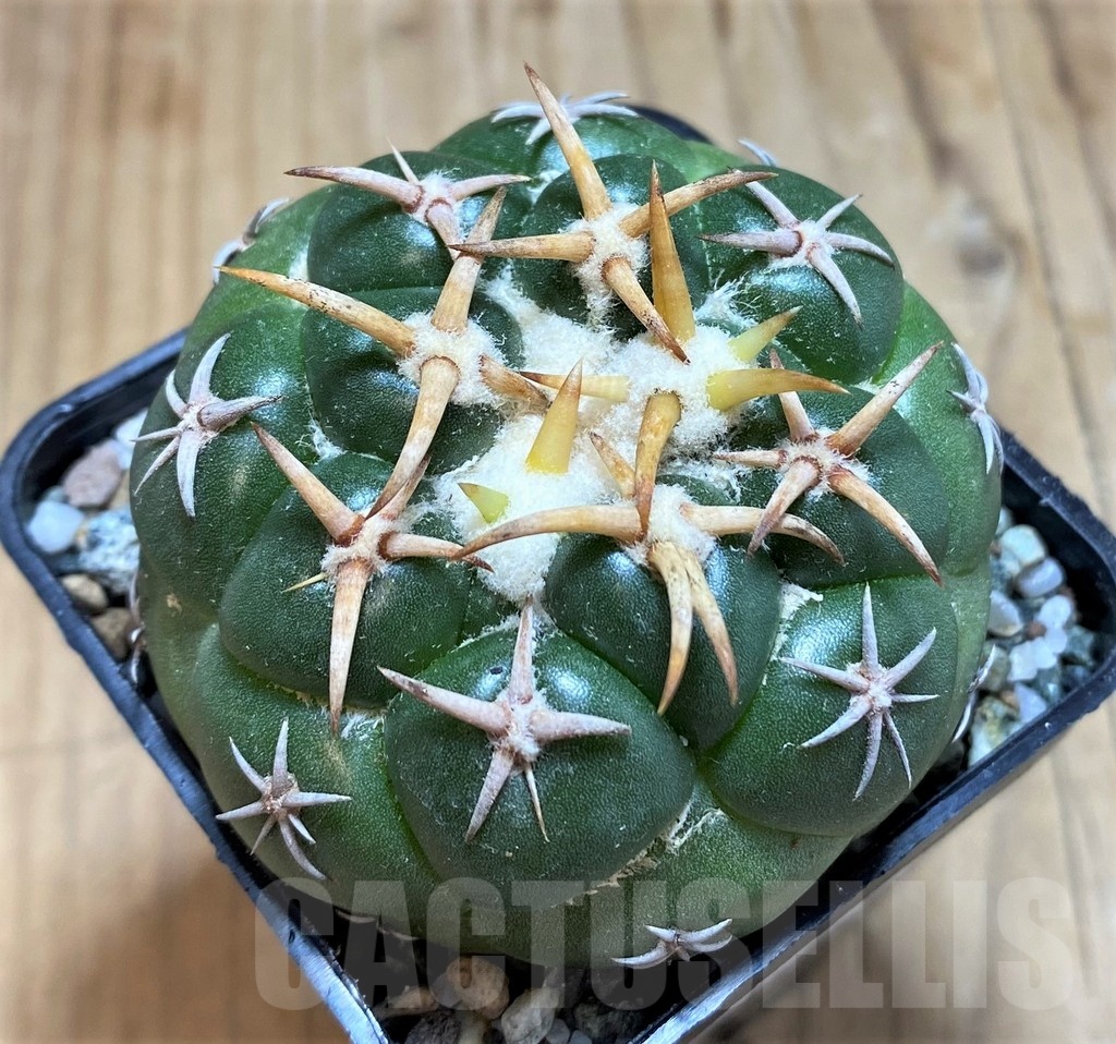 SH19698 Coryphantha elephantidens 'Tanshi Mini Heart'
