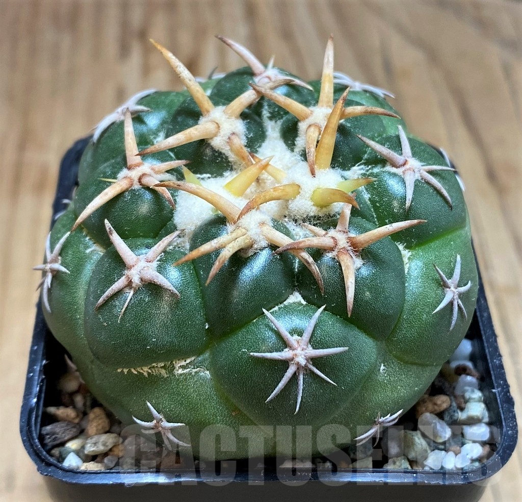 SH19698 Coryphantha elephantidens 'Tanshi Mini Heart' - Image 2