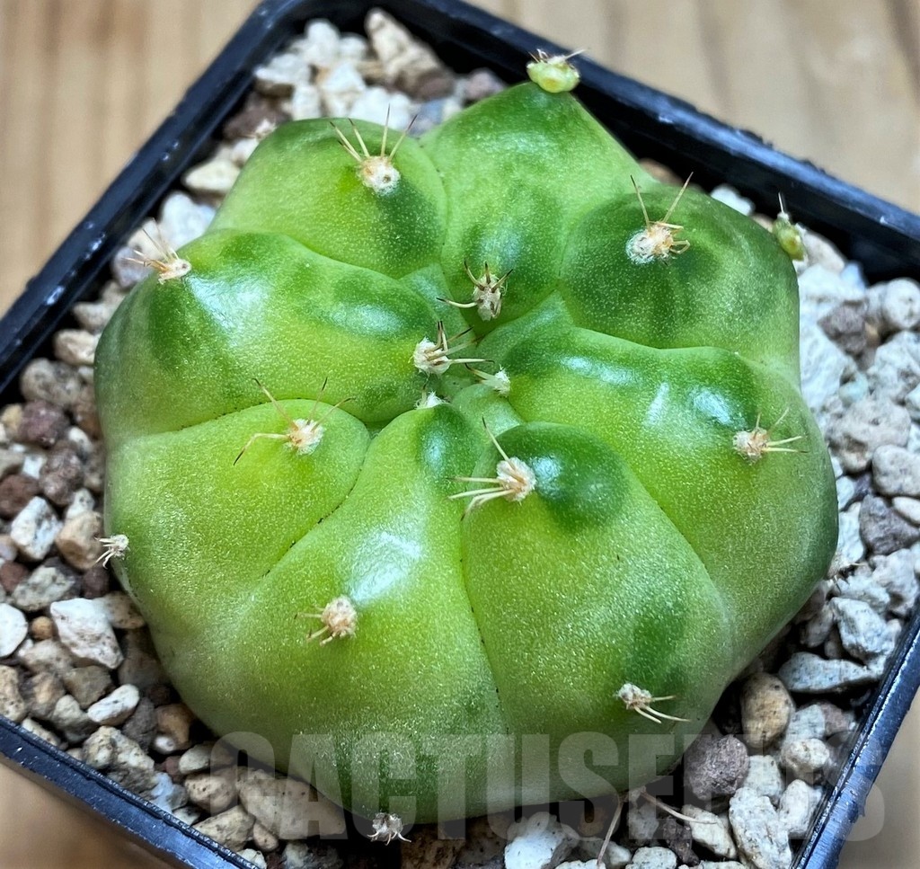 SH19700 Gymnocalycium mihanovichii ‘Green Marble’