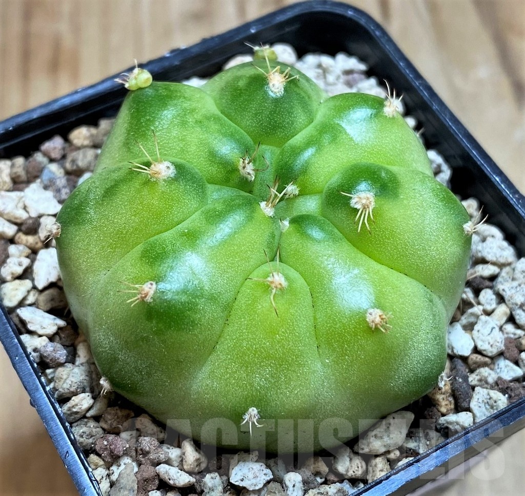SH19700 Gymnocalycium mihanovichii ‘Green Marble’ - immagine 2