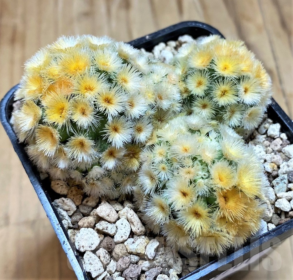 SH19701 Mammillaria carmenae 'Buddha'