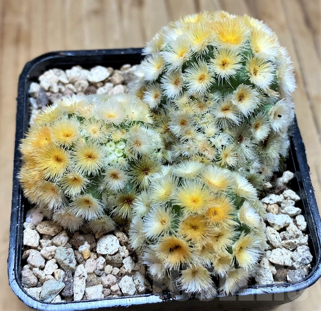 SH19701 Mammillaria carmenae 'Buddha' - Imagen 2