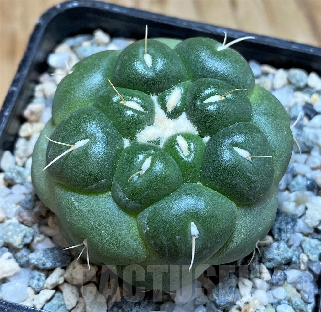 SH19702 Coryphantha elephantidens 'inermis'