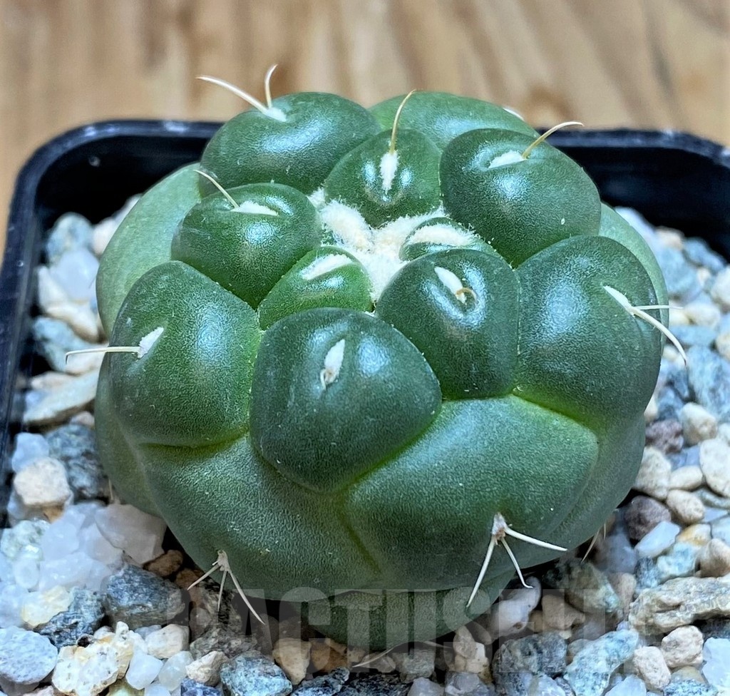 SH19702 Coryphantha elephantidens 'inermis' - immagine 2