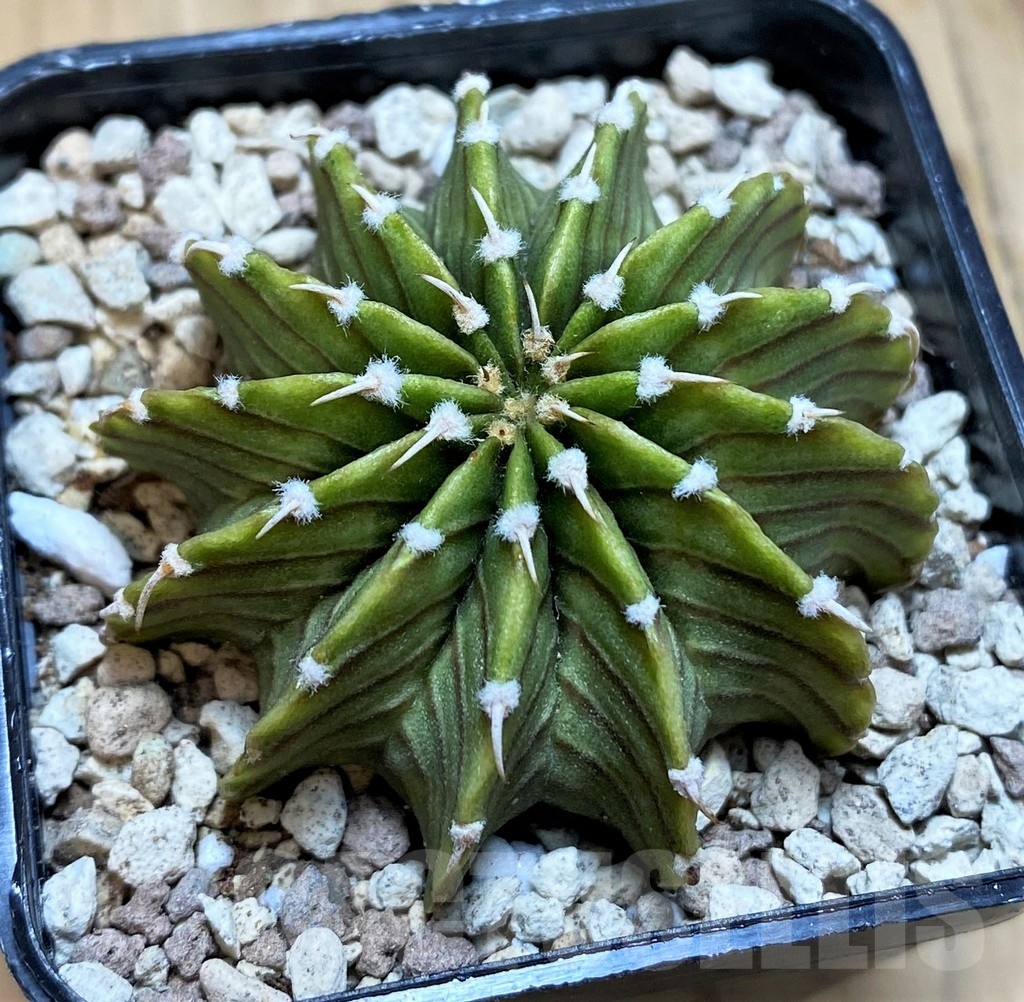 SH19704 Gymnocalycium friedrichii LB2178 ‘Lime Green’
