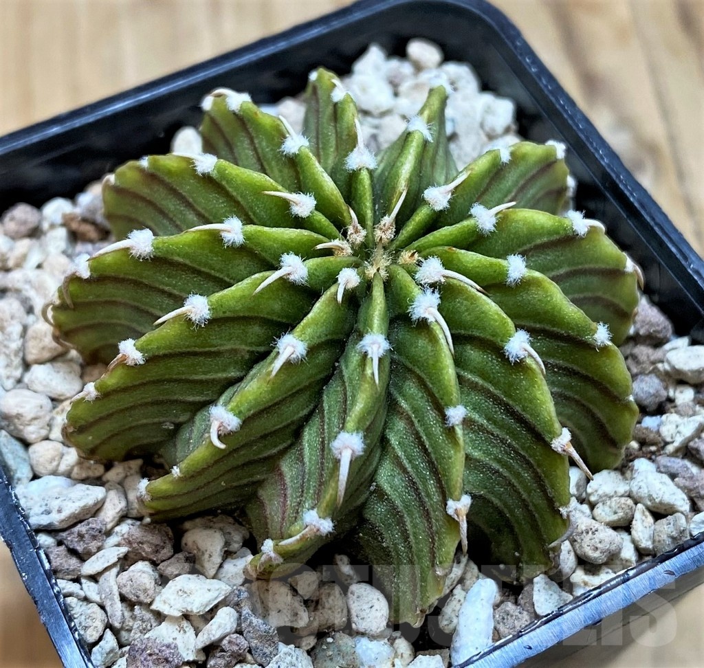 SH19704 Gymnocalycium friedrichii LB2178 ‘Lime Green’ - immagine 2