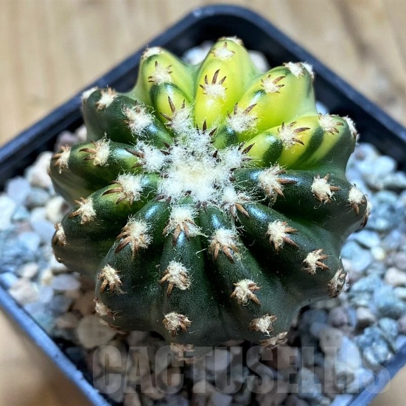 SH19705 Discocactus horstii f. variegata