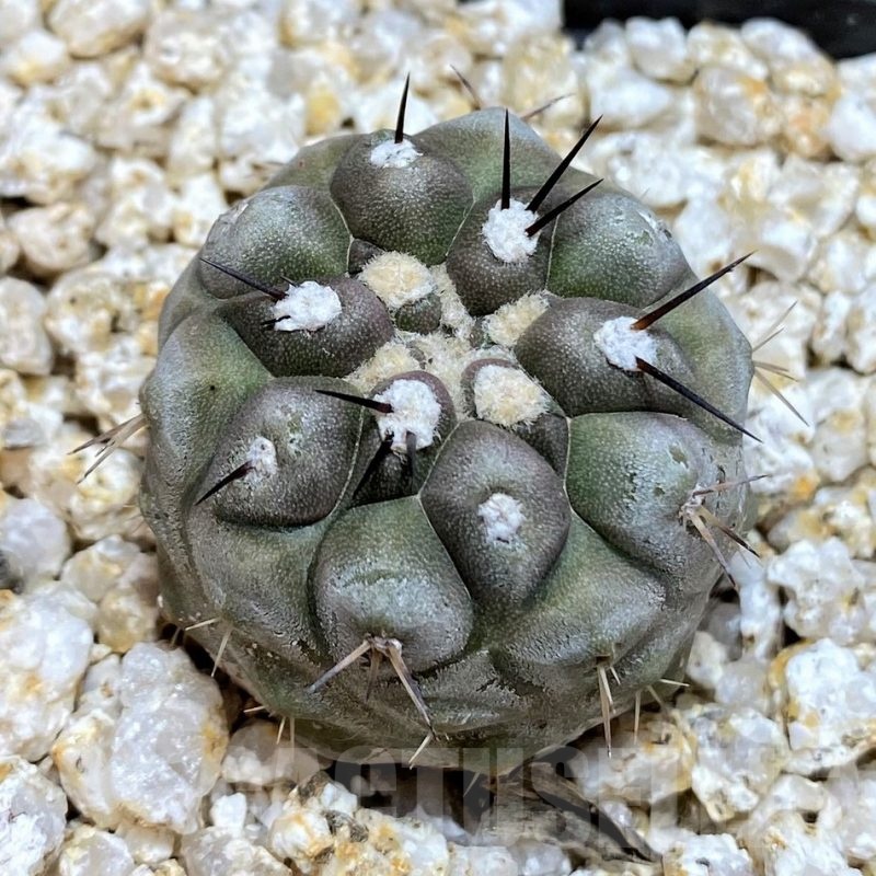 YAR19680 Copiapoa cinerea