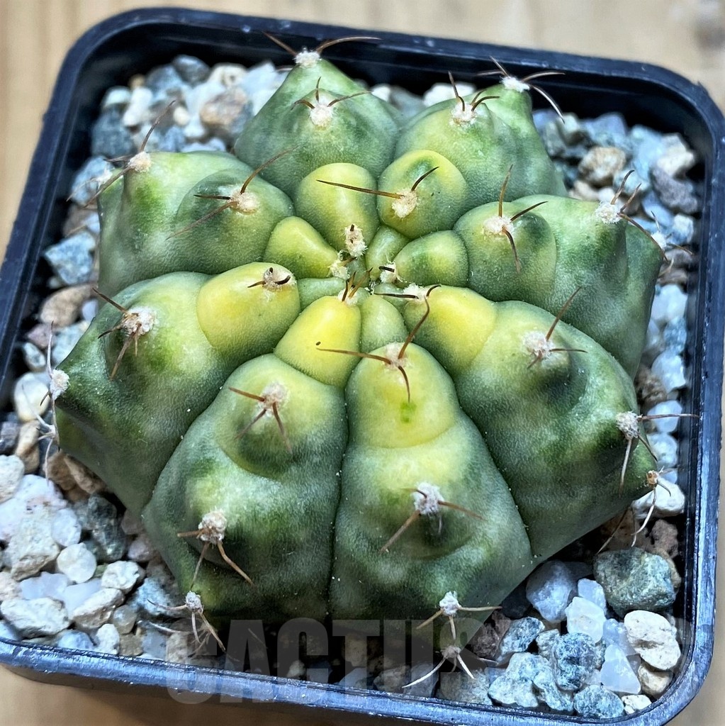SH19708 Gymnocalycium mihanovichii 'Krataewat'