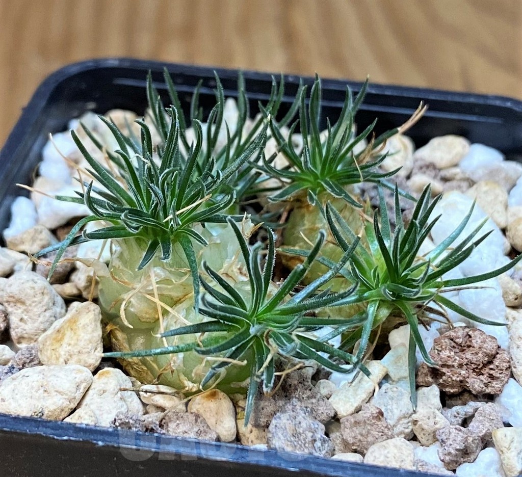 SH19893 Ornithogalum sardienii mini form - Image 2