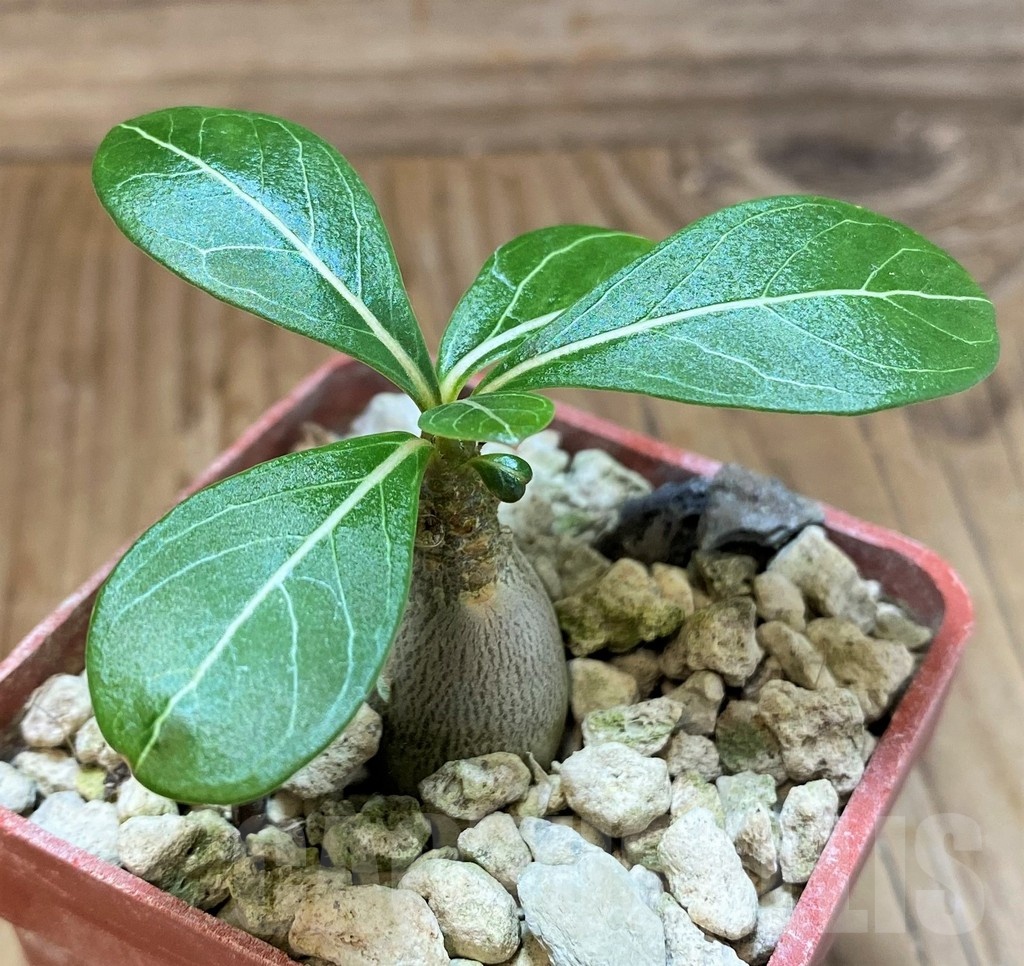 SH19895 Adenium socotranum